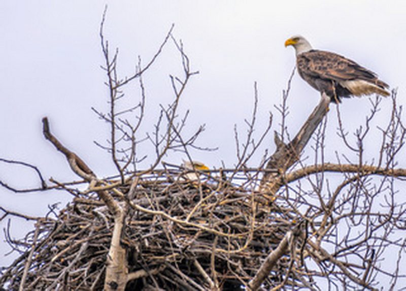 Nature Photo of the Week Pair of Bald Eagles Nesting by Cam Powell